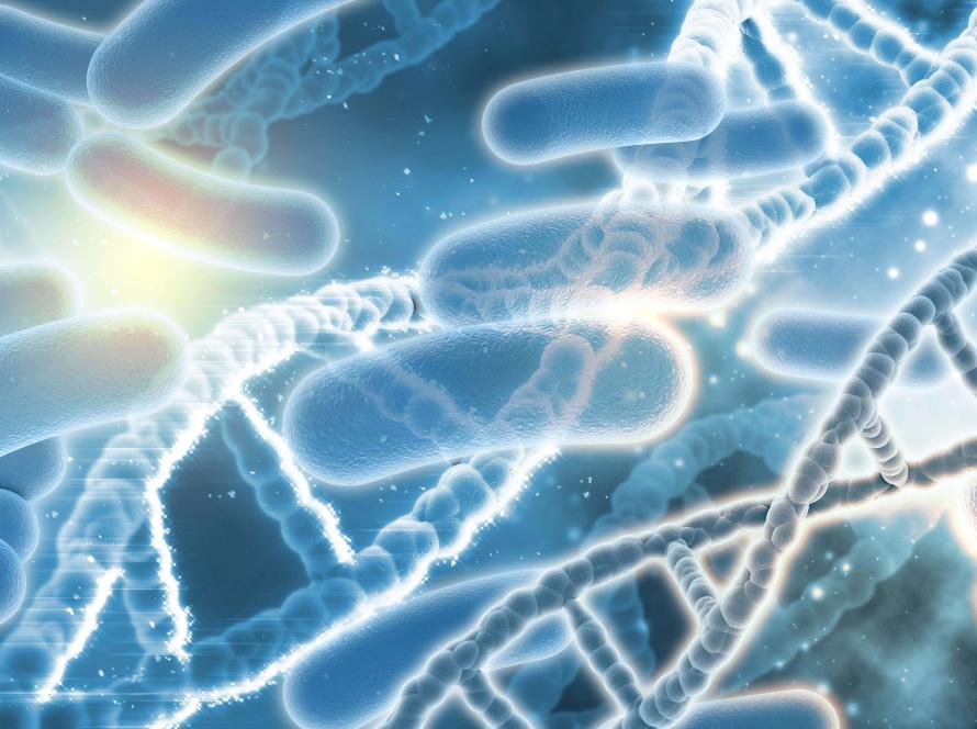 probiyotik takviyeleri